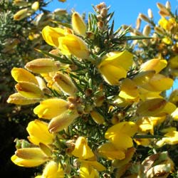 Gorse, common